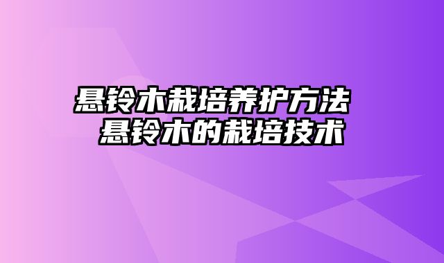 悬铃木栽培养护方法 悬铃木的栽培技术